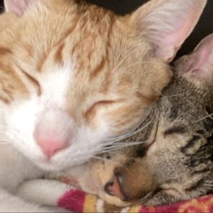 Meet your Posher, Lily